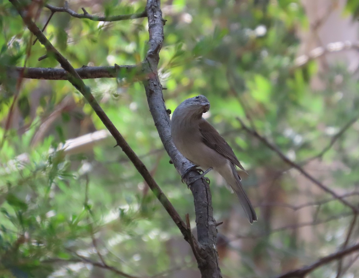 Gray Shrikethrush - ML633760843