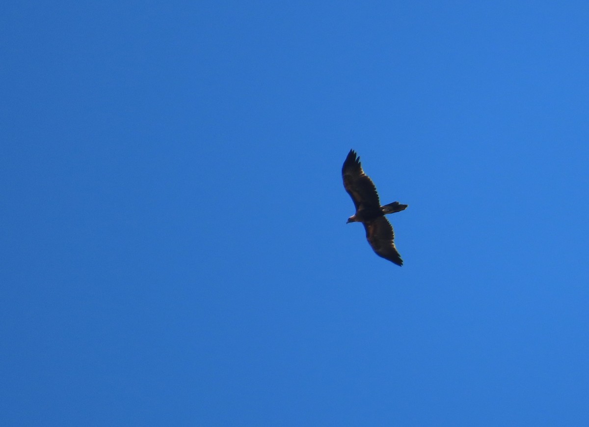 Wedge-tailed Eagle - ML633760867