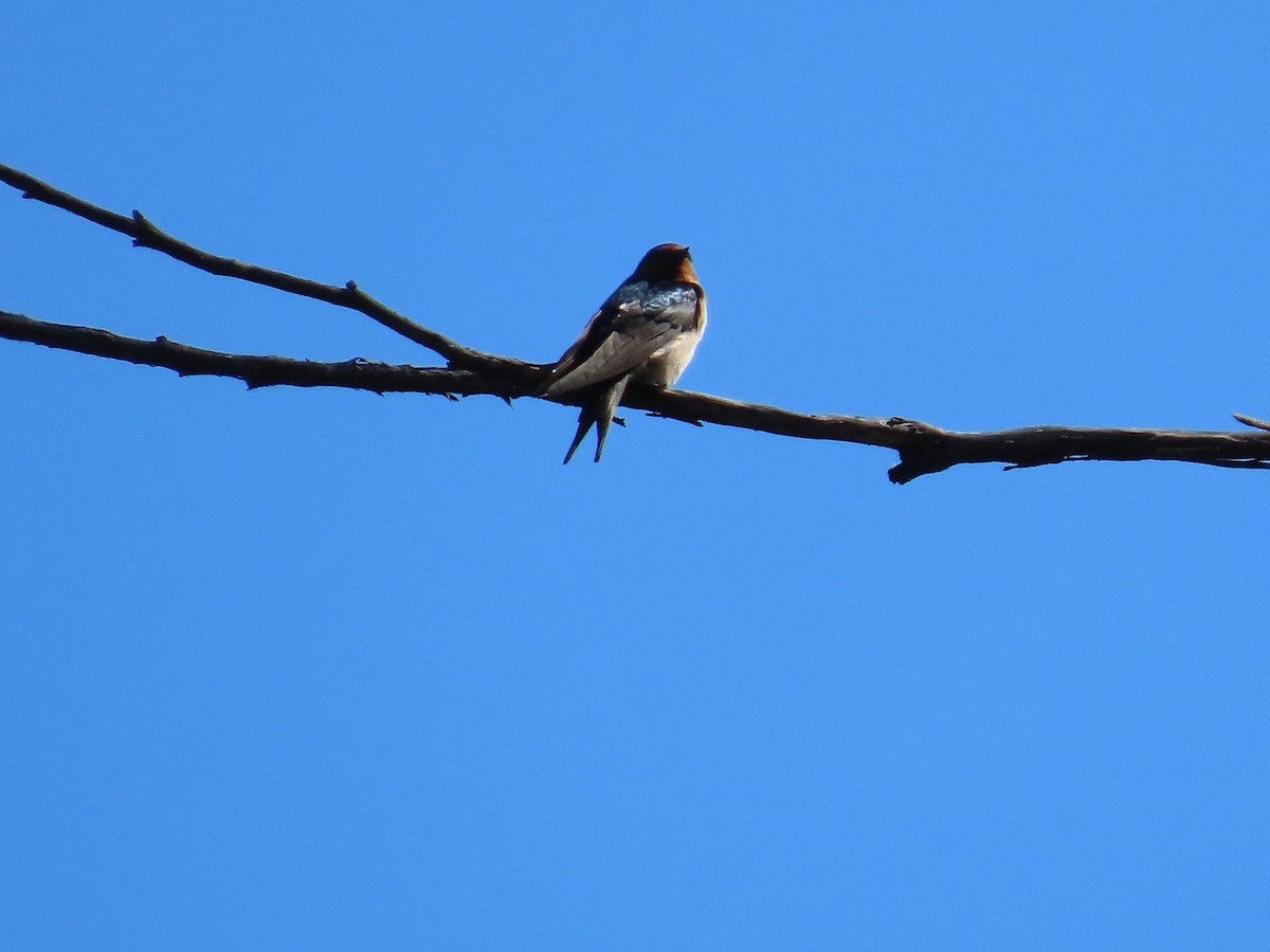 Welcome Swallow - ML633760879