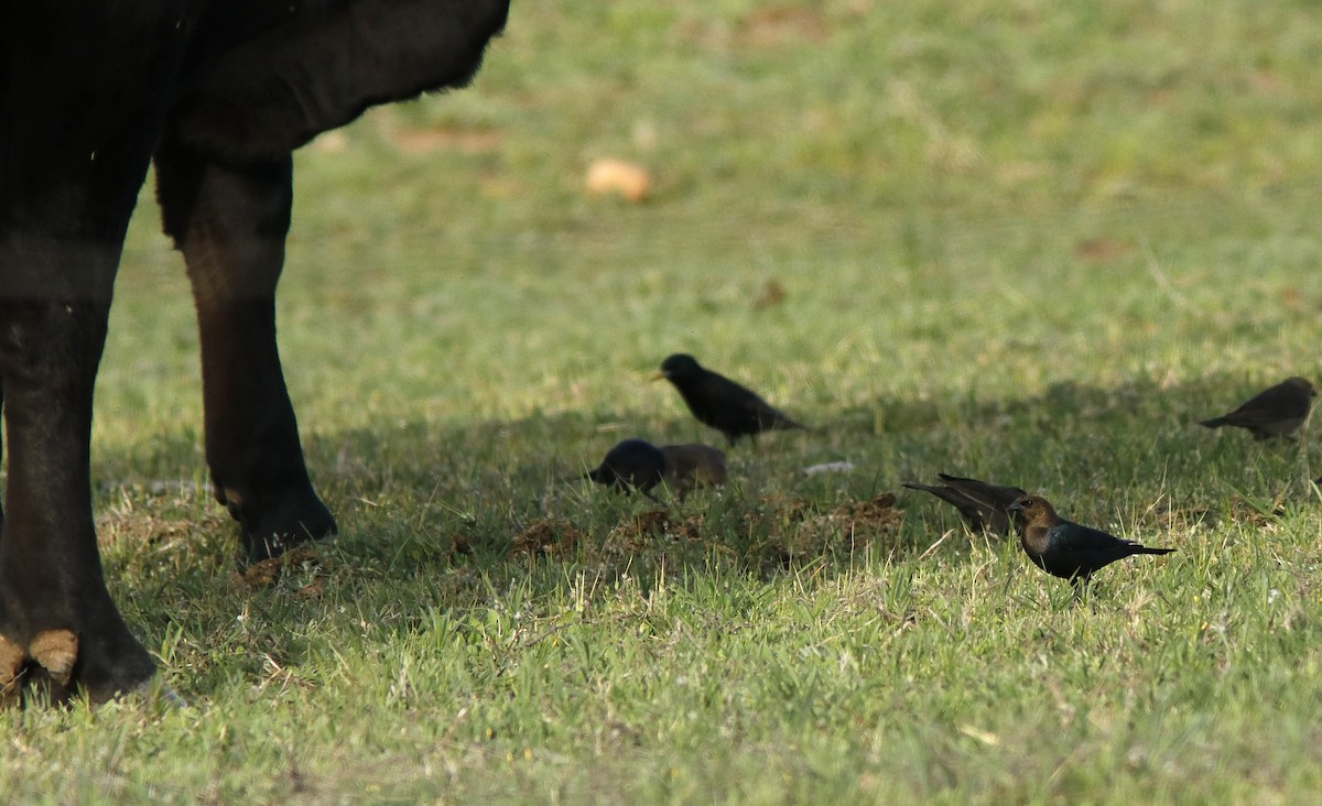 Brown-headed Cowbird - ML633760881