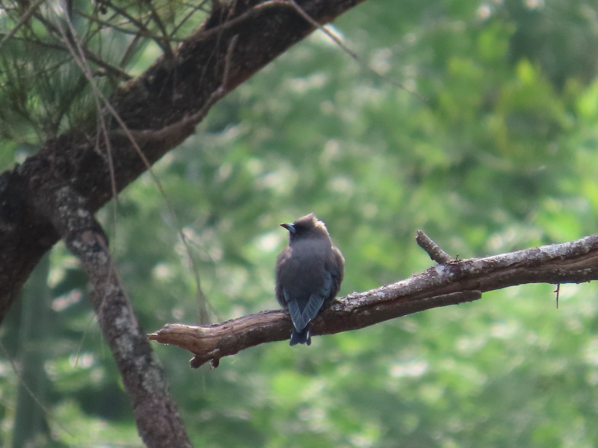 Dusky Woodswallow - ML633760894