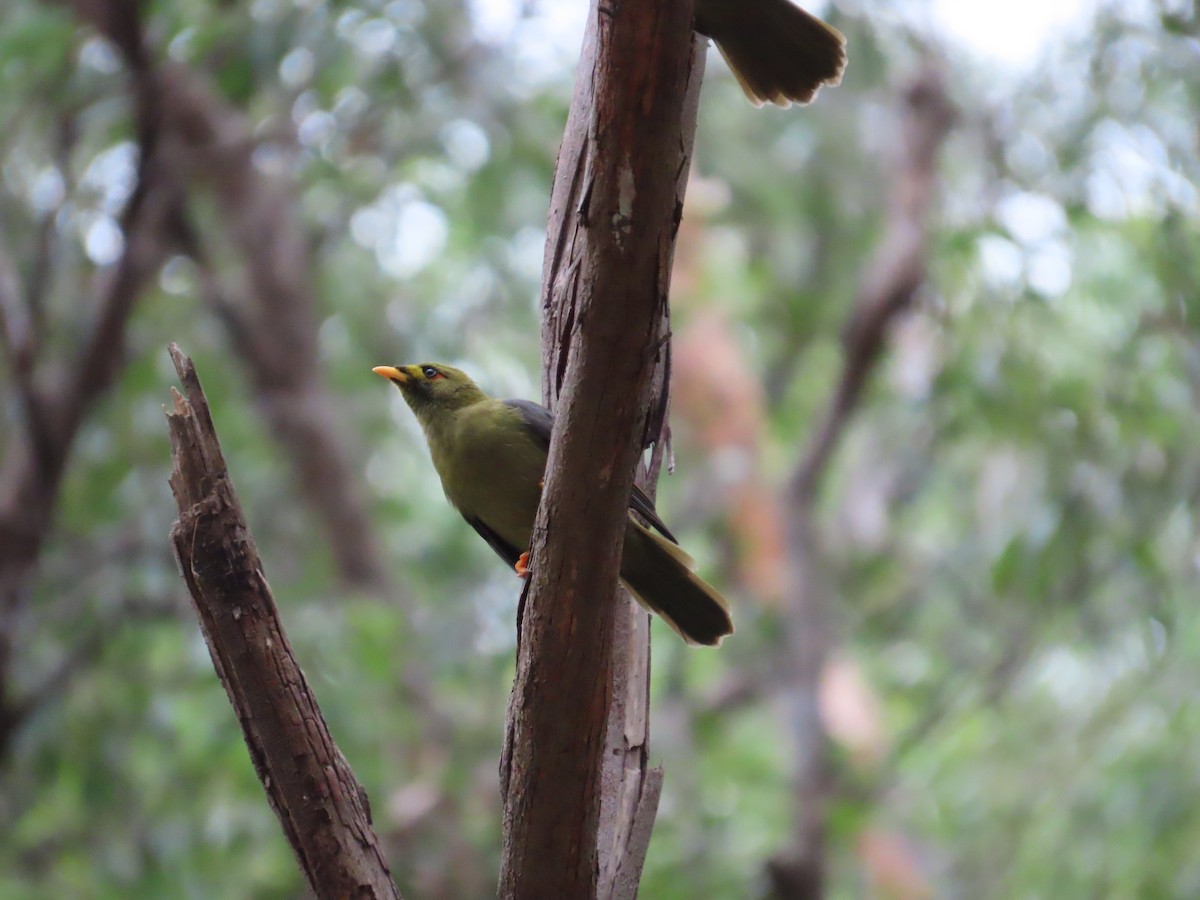 Bell Miner - ML633760920