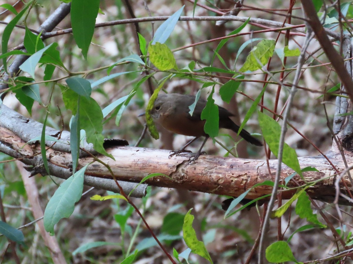Rockwarbler - ML633761008