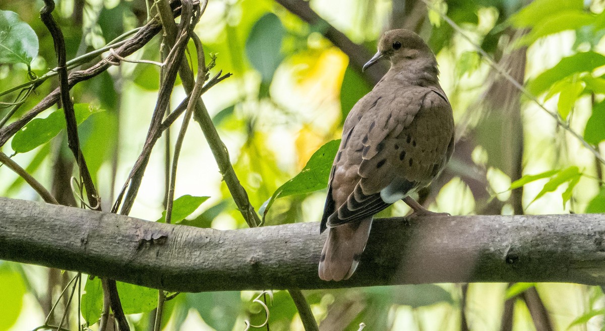Zenaida Dove - ML633761009