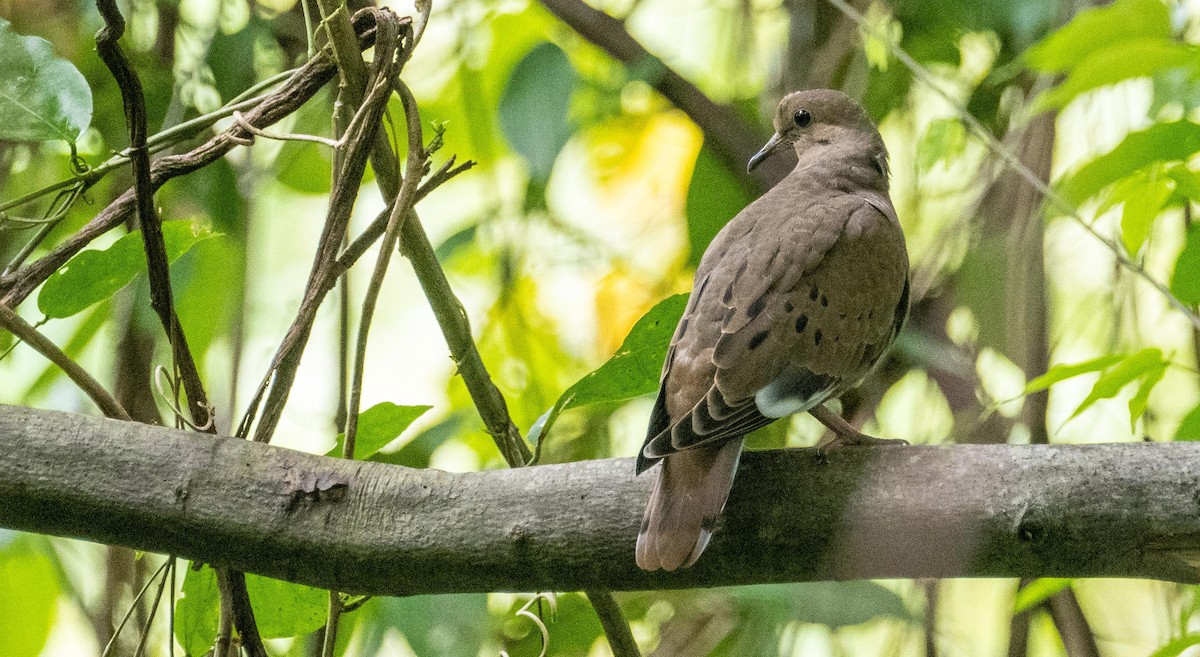 Zenaida Dove - ML633761010