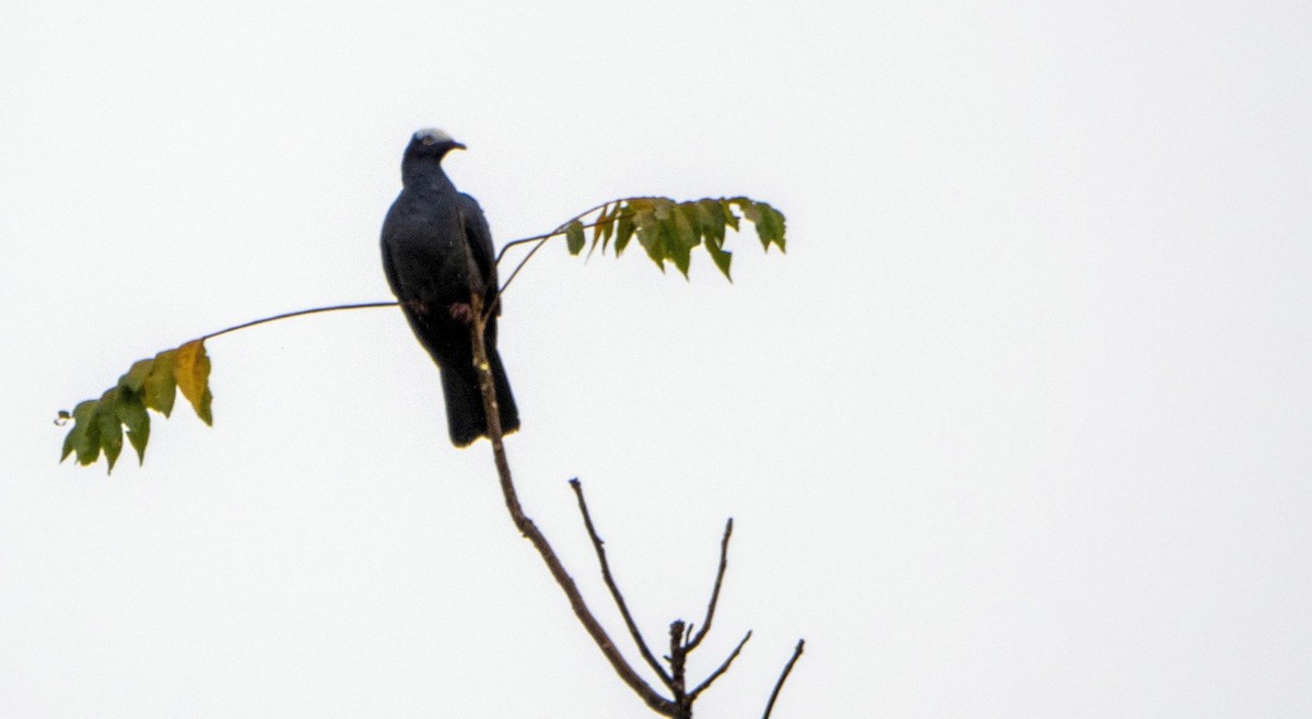 White-crowned Pigeon - ML633761026