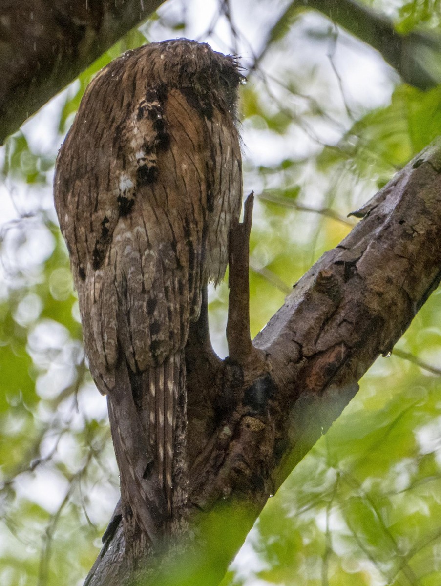 Northern Potoo - ML633761043