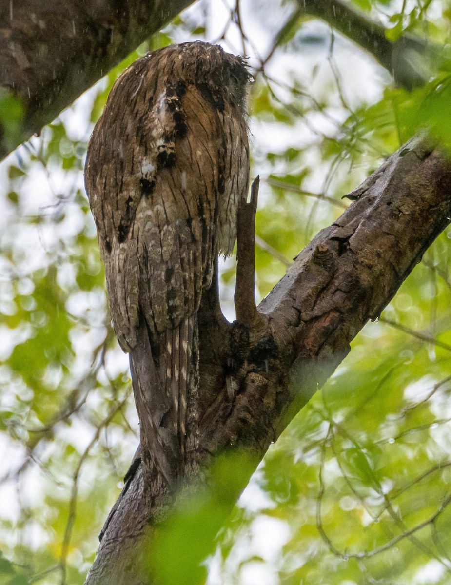 Northern Potoo - ML633761044