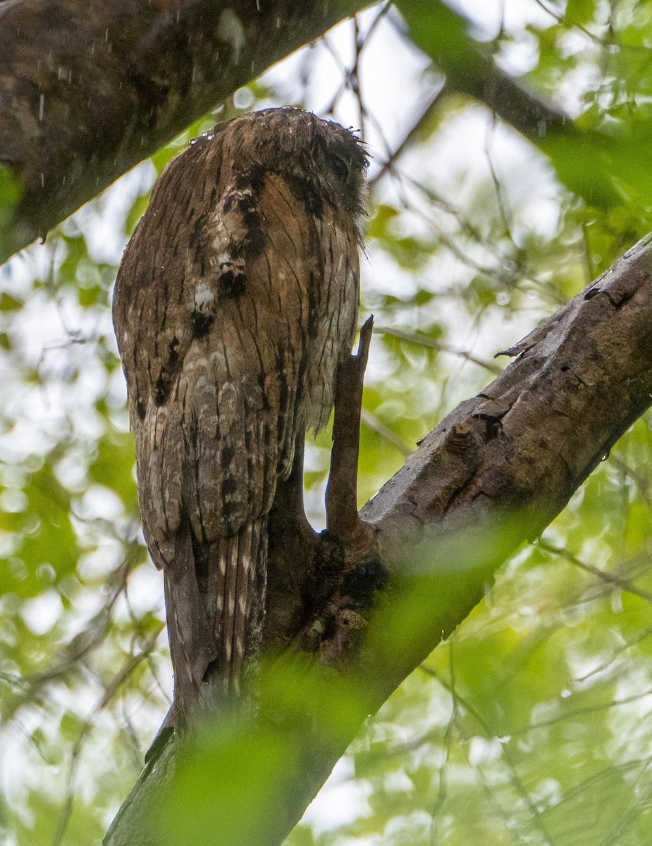 Northern Potoo - ML633761045