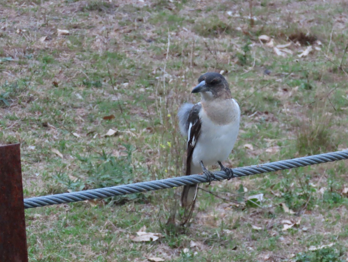 Pied Butcherbird - ML633761101