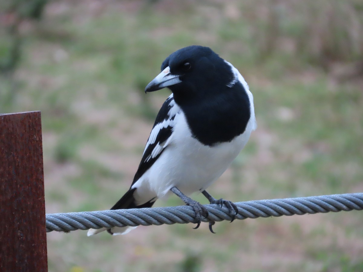 Pied Butcherbird - ML633761102