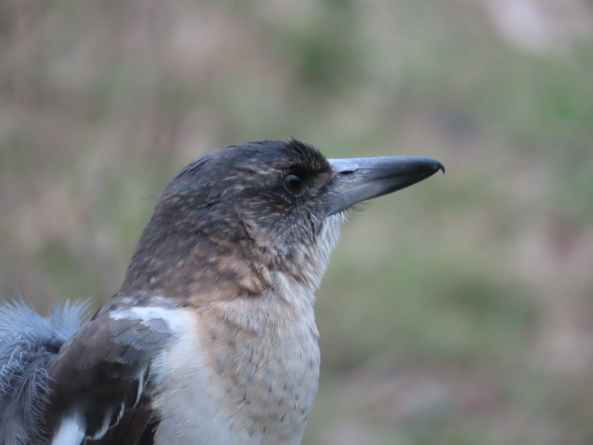 Pied Butcherbird - ML633761103