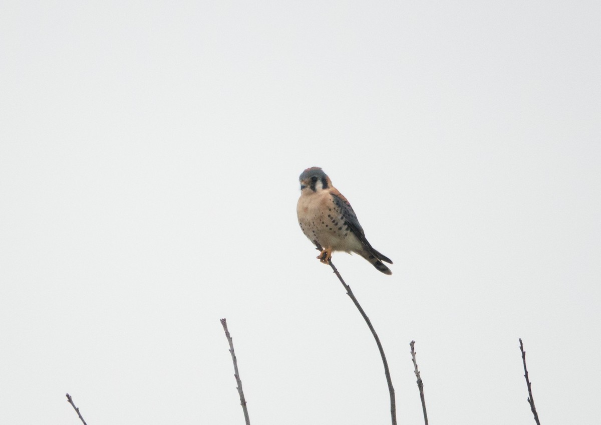 American Kestrel - ML633761414
