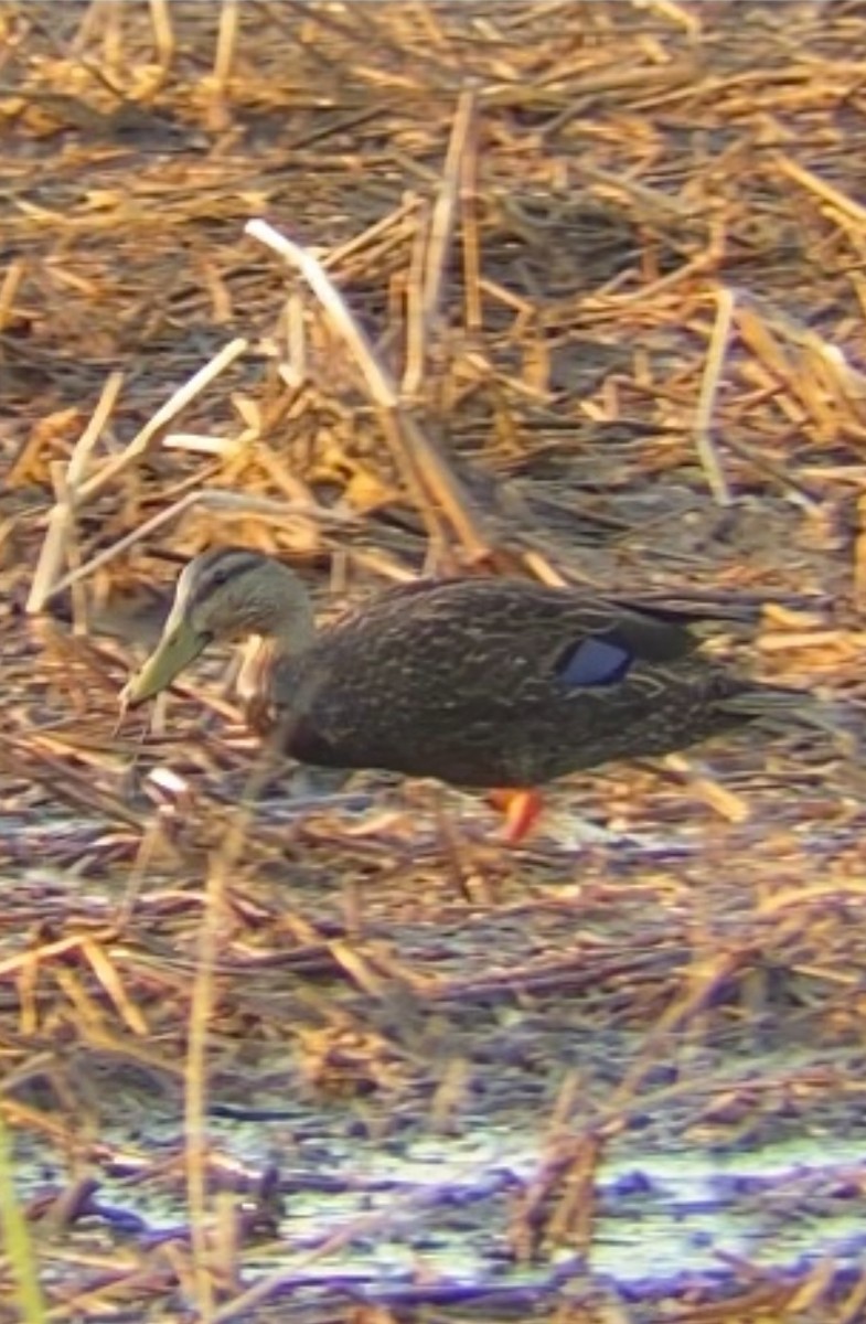 Mottled Duck - ML633761534