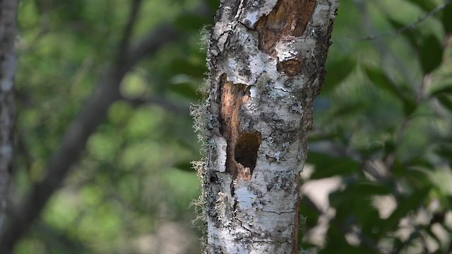 Chestnut-backed Chickadee - ML633761627