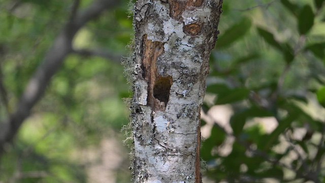 Chestnut-backed Chickadee - ML633761630