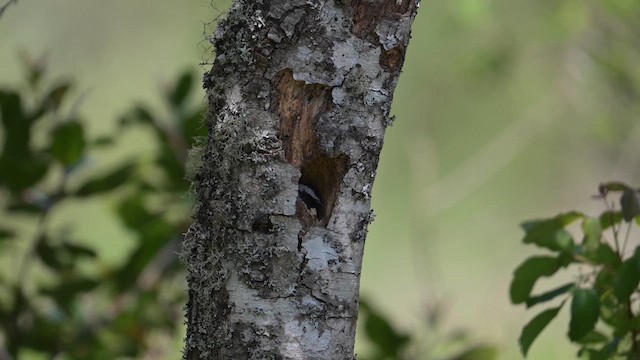 Chestnut-backed Chickadee - ML633761631