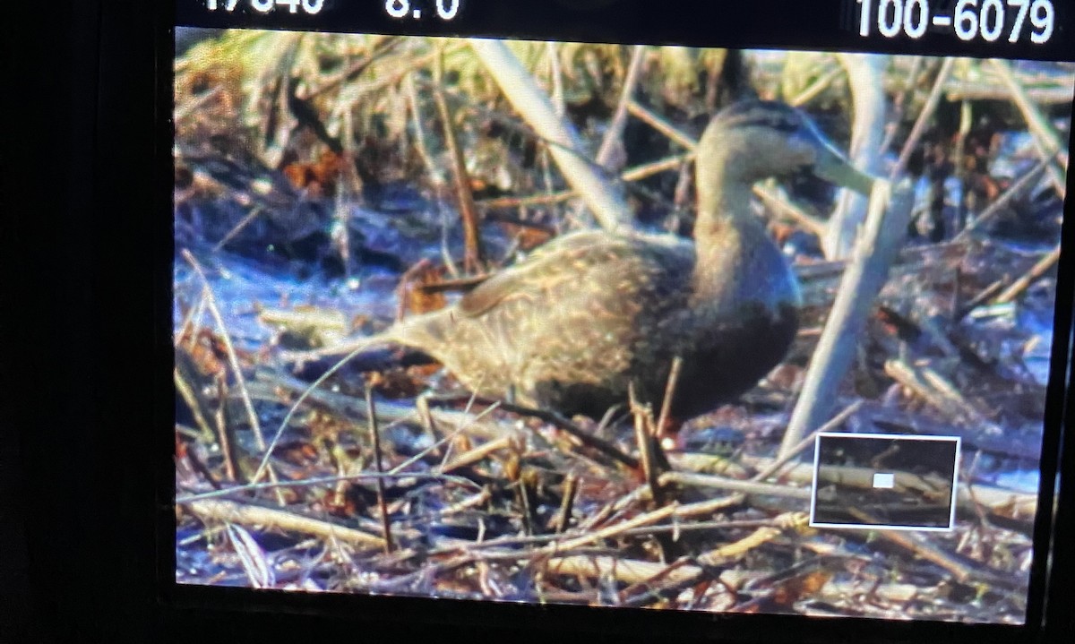 Mottled Duck - ML633761707