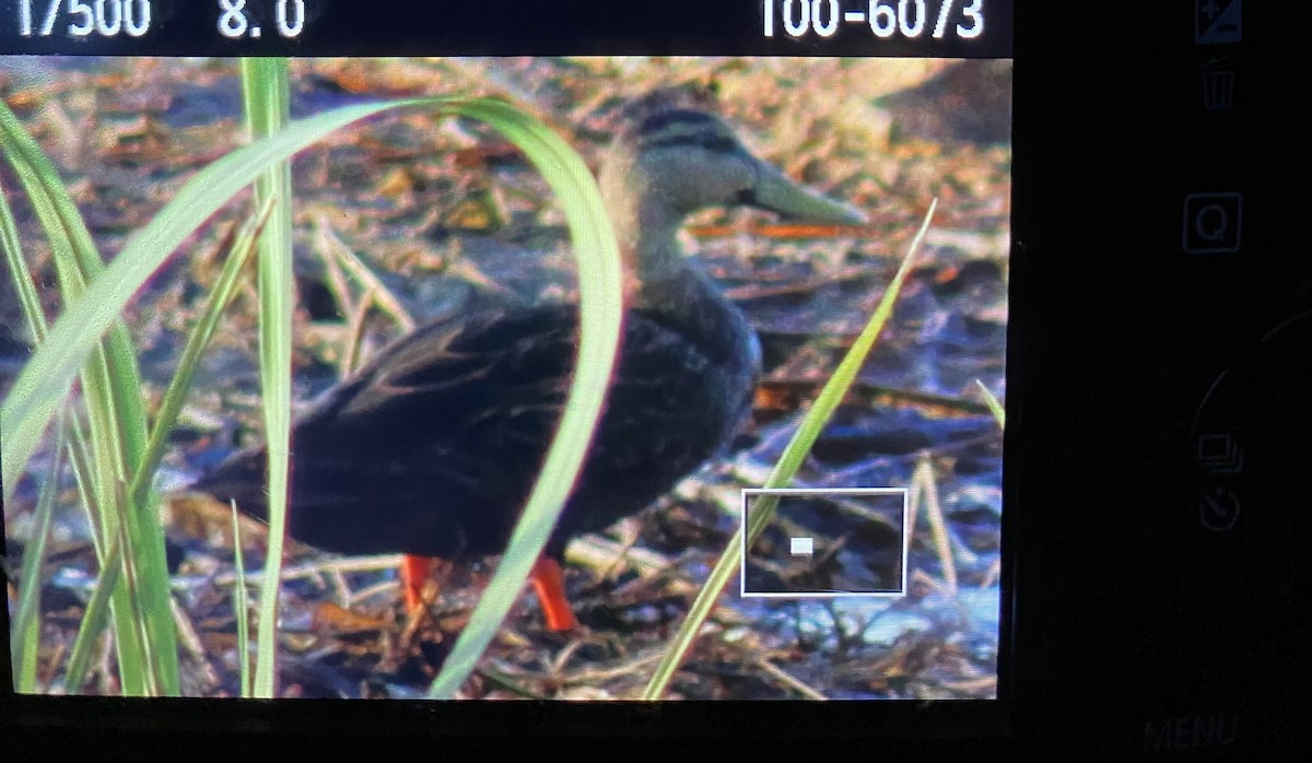 Mottled Duck - ML633761728