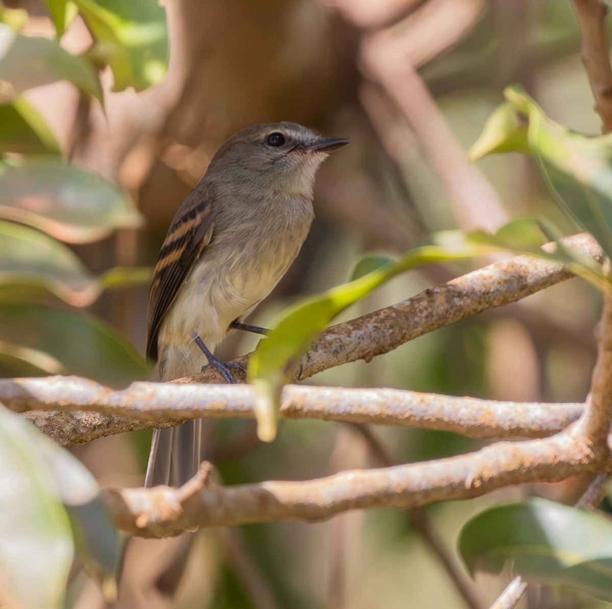 Fuscous Flycatcher - ML633761837
