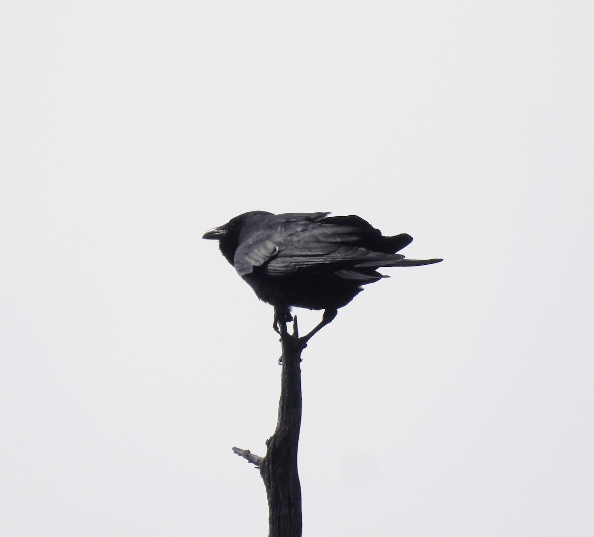 Fish Crow - ML633761839