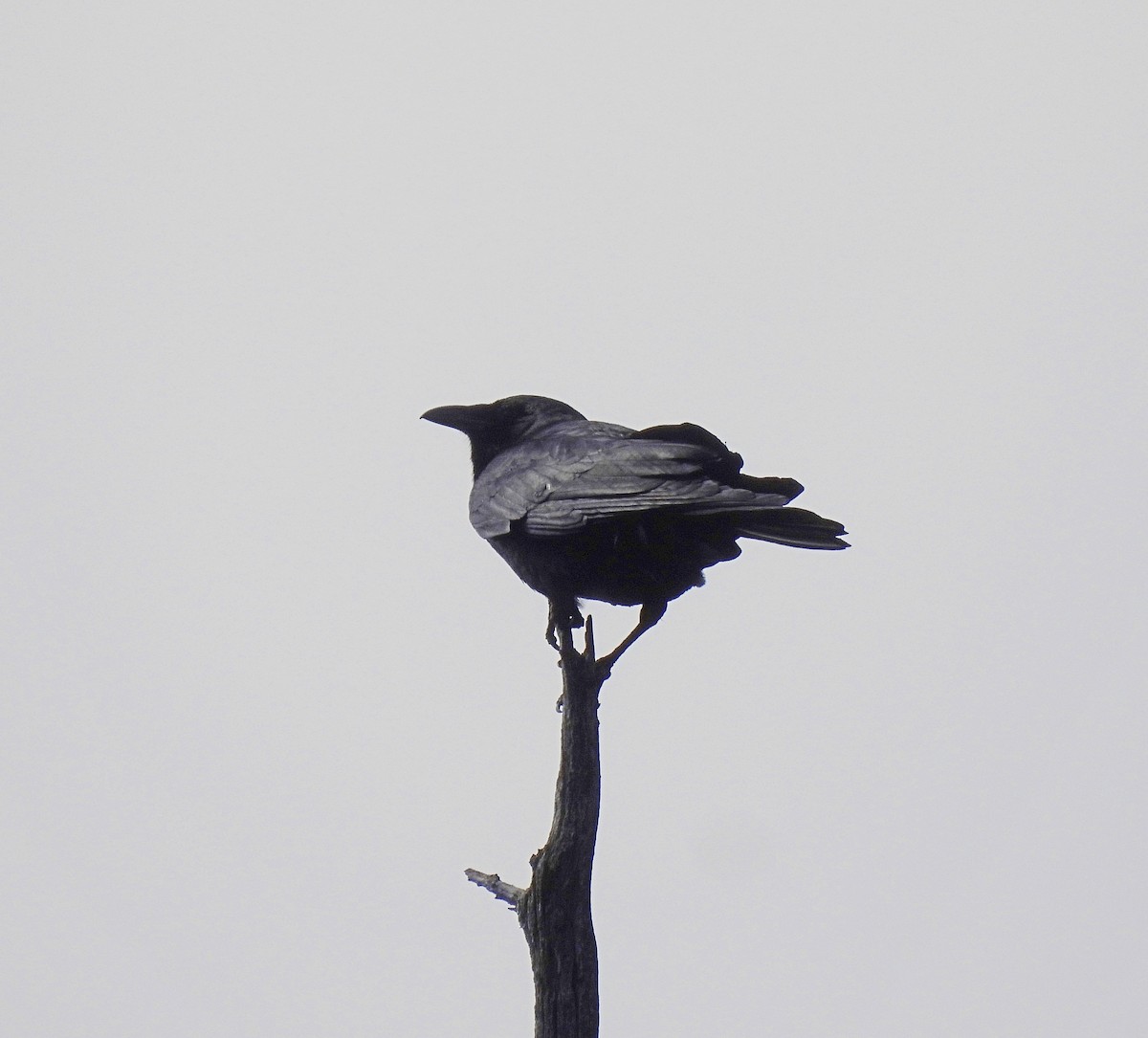 Fish Crow - ML633761851