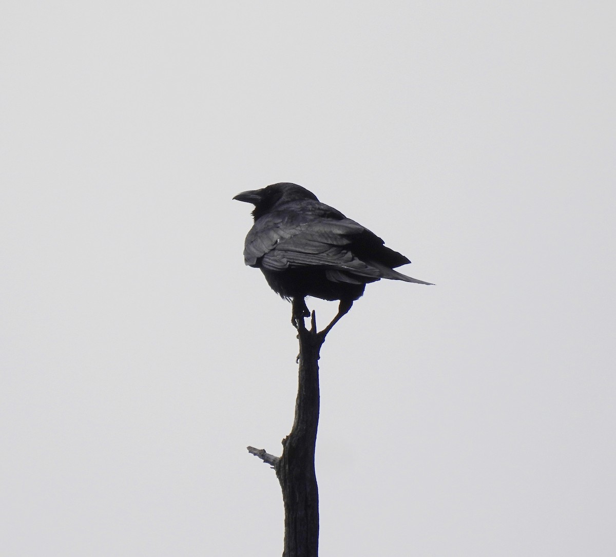 Fish Crow - ML633761859
