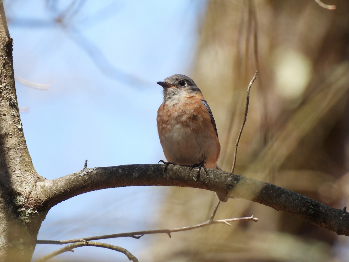 Eastern Bluebird - ML633761932