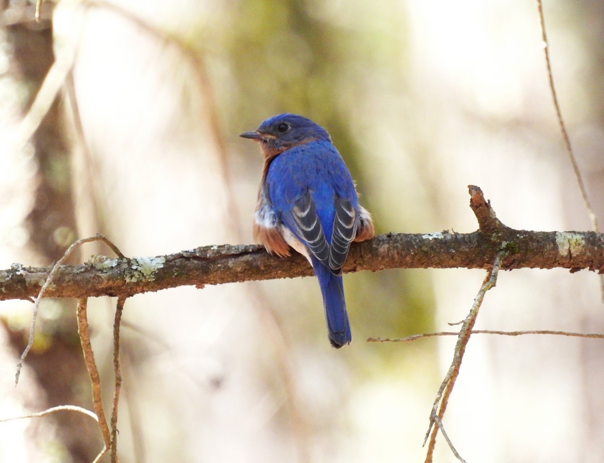 Eastern Bluebird - ML633761968