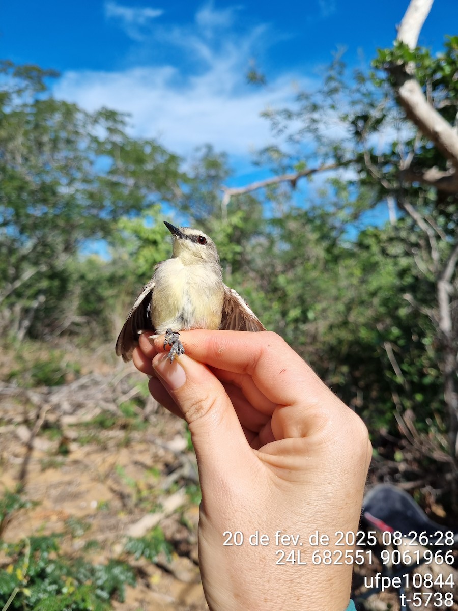 Bahia Wagtail-Tyrant - ML633761992
