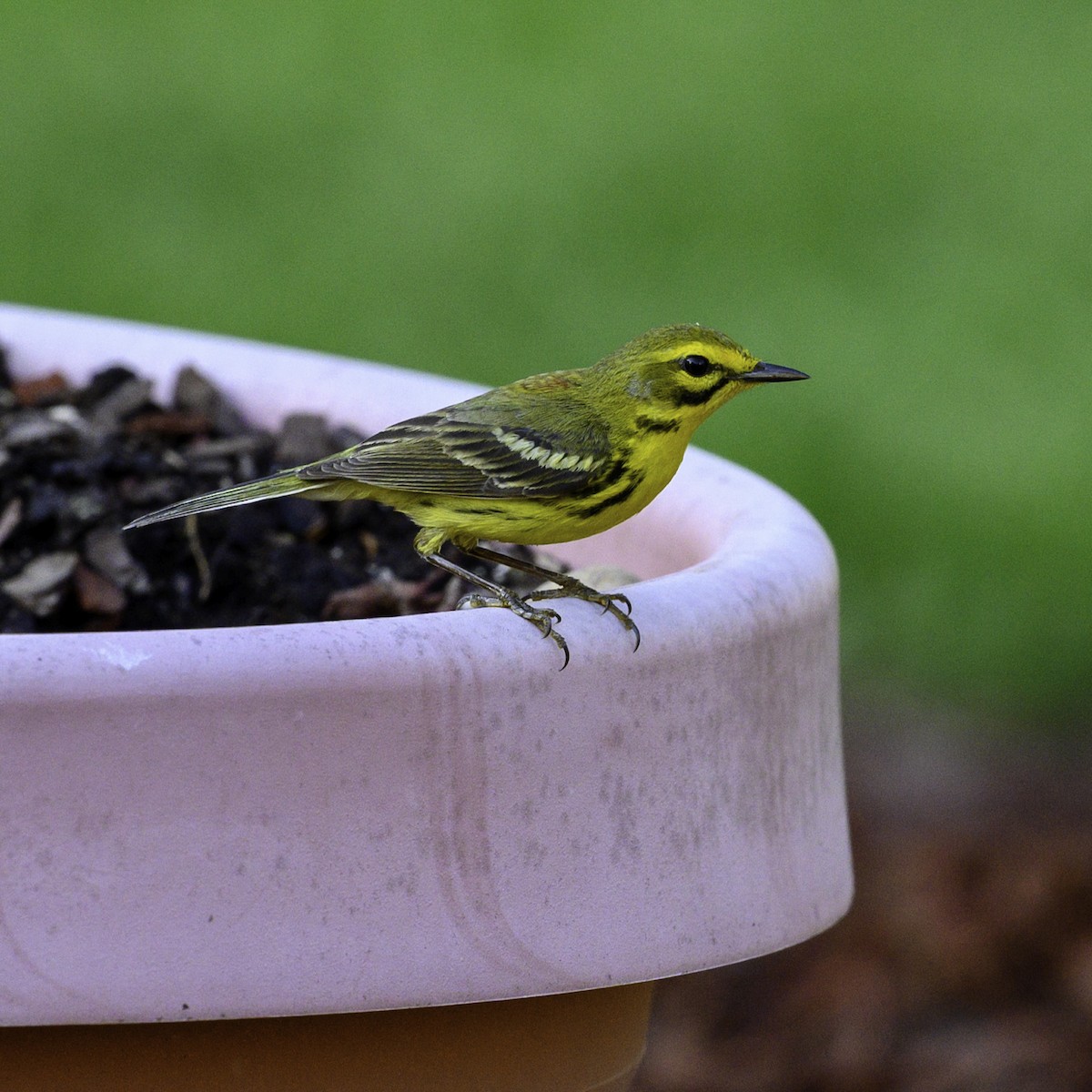 Prairie Warbler - ML633762077