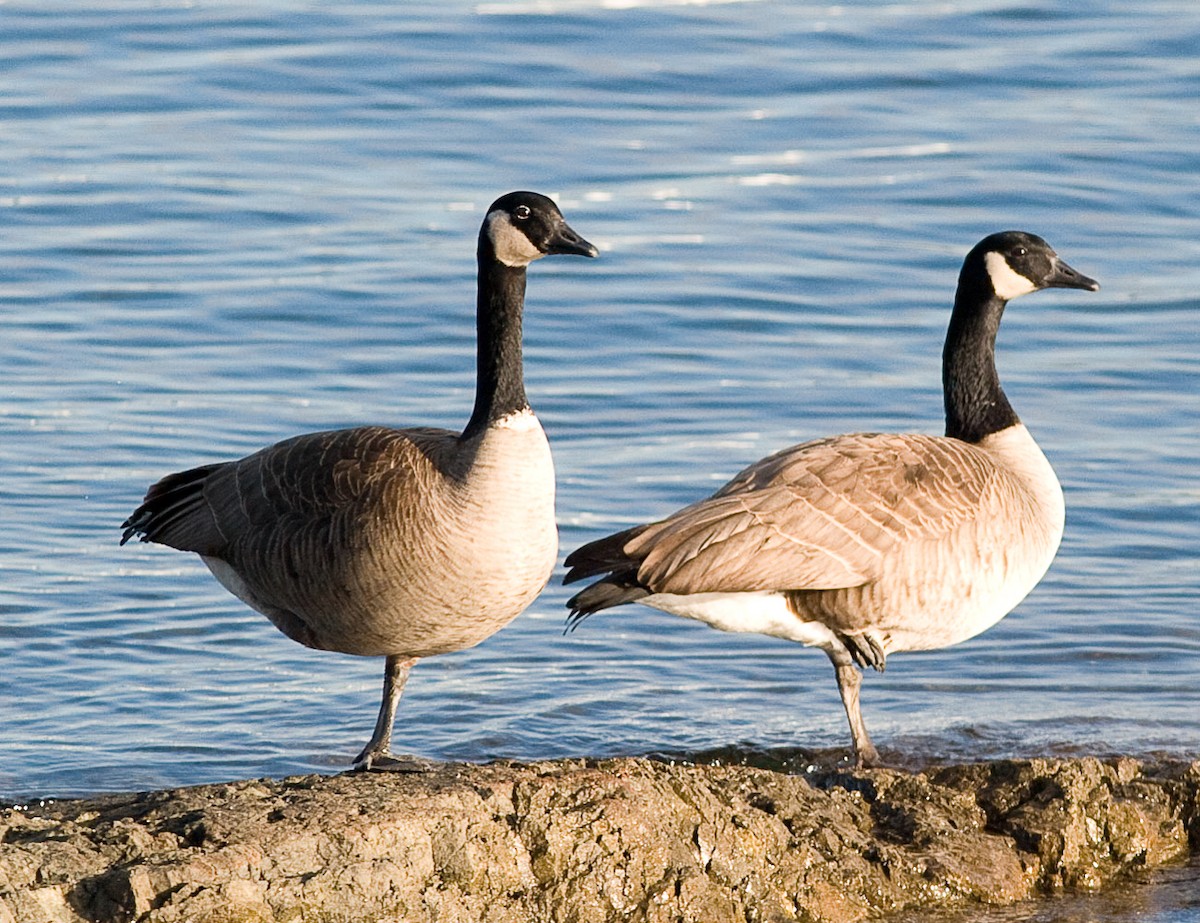 Canada Goose - ML63376211