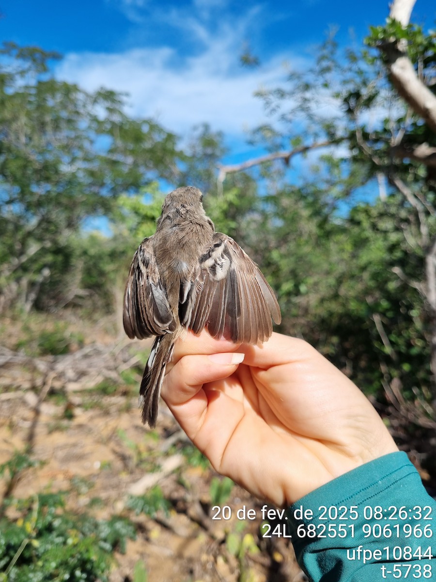 Bahia Wagtail-Tyrant - ML633762134
