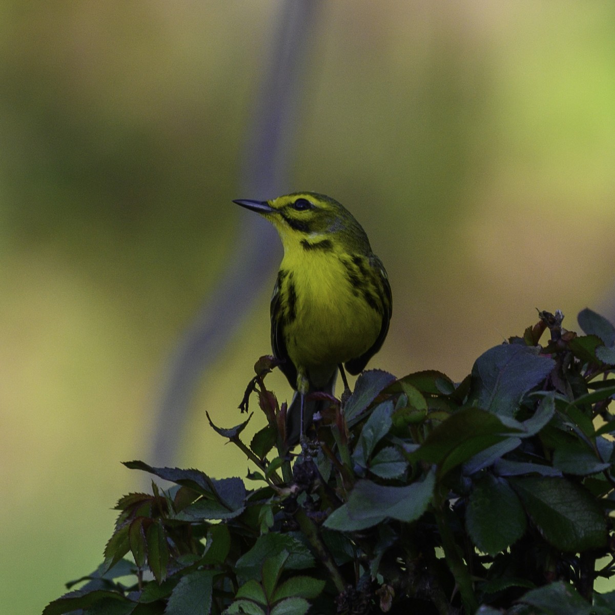 Prairie Warbler - ML633762170