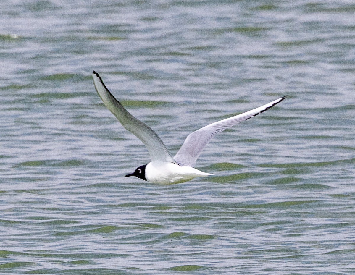 Bonaparte's Gull - ML633762306