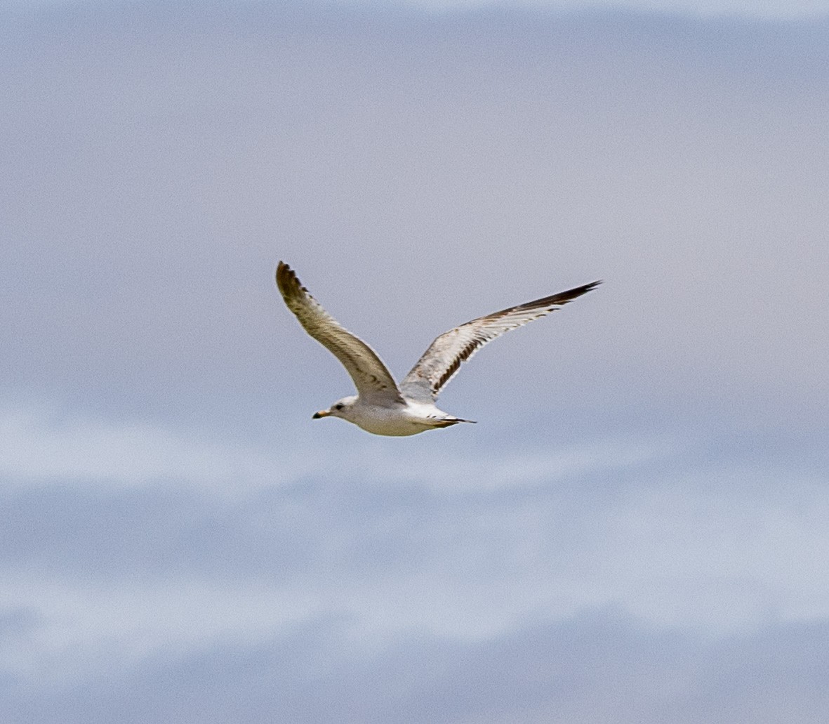 Ring-billed Gull - ML633762368