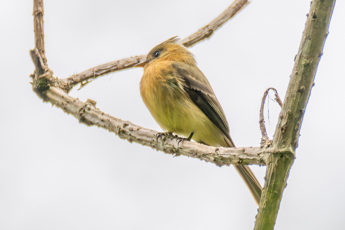 Tufted Flycatcher - ML633762393