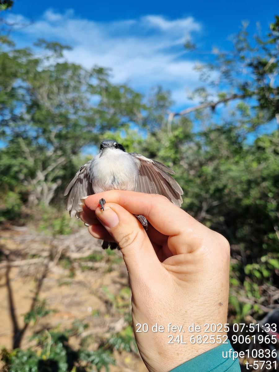 Tropical Gnatcatcher (atricapilla) - ML633762472