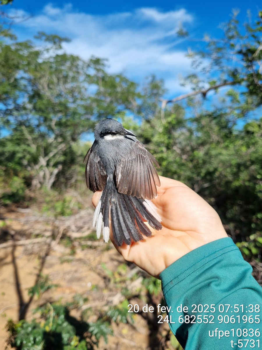 Tropical Gnatcatcher (atricapilla) - ML633762501