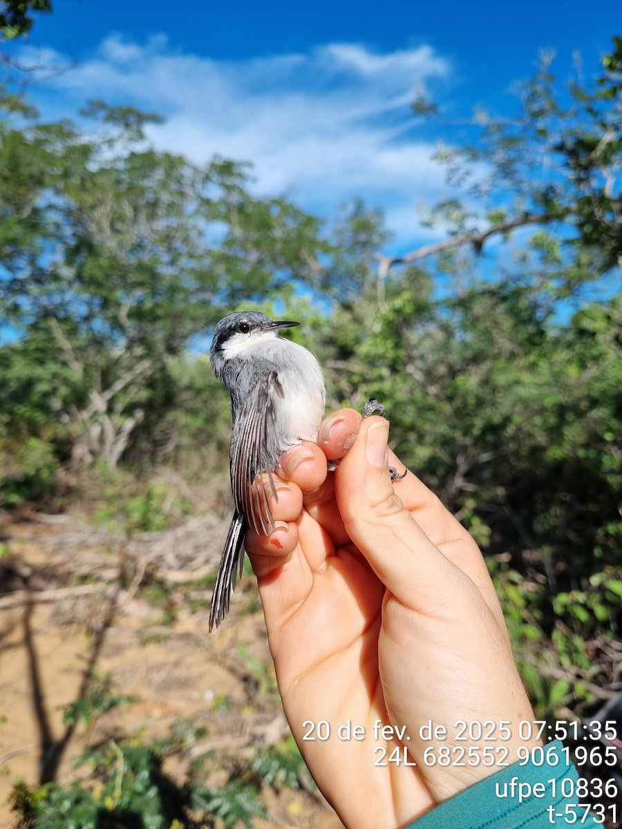 Tropical Gnatcatcher (atricapilla) - ML633762507