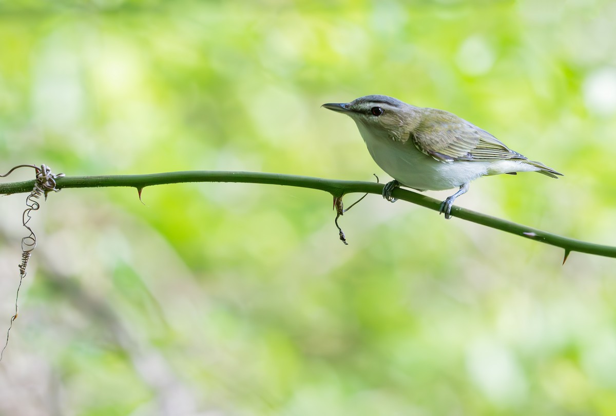 Red-eyed Vireo - ML633762513