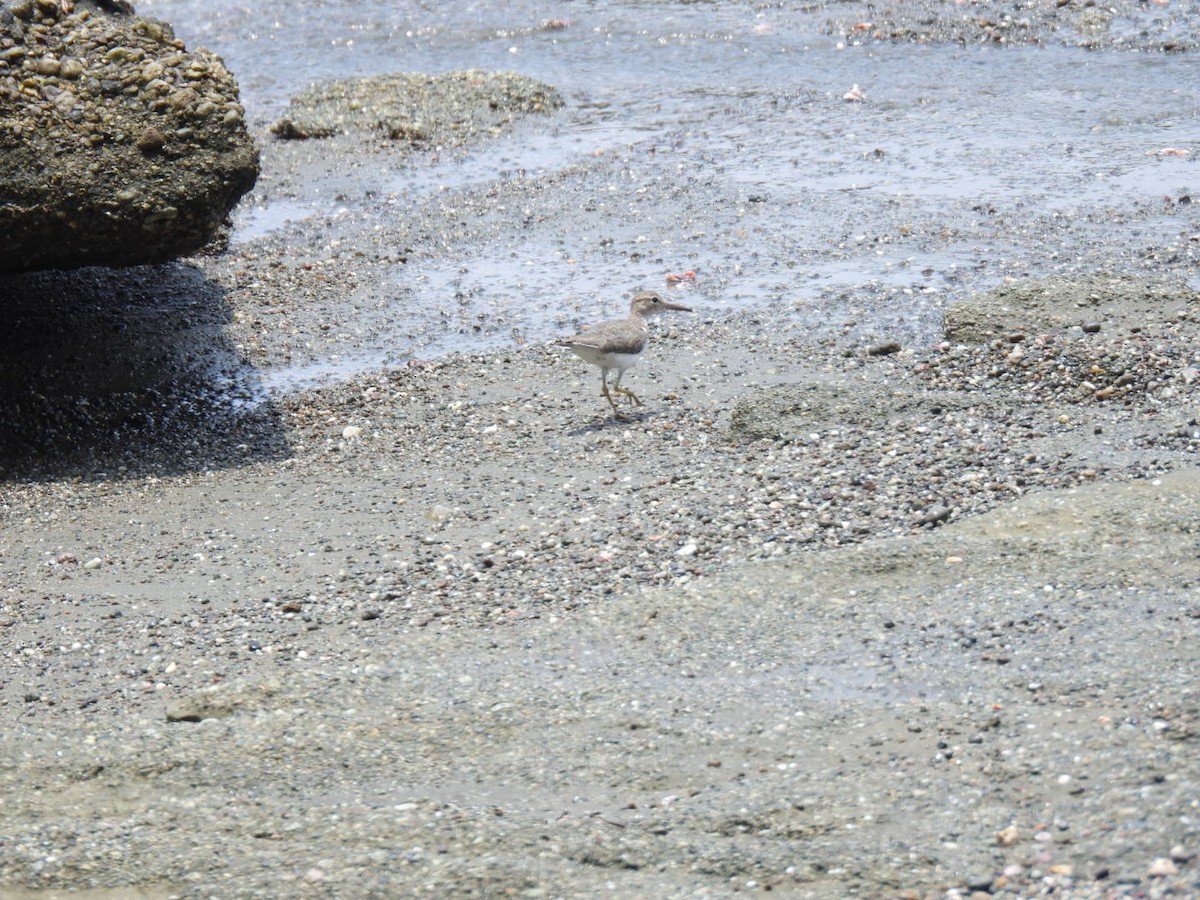 Spotted Sandpiper - ML633762666