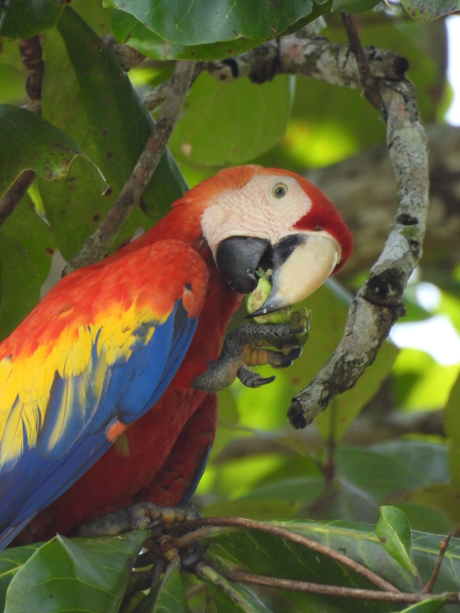 Scarlet Macaw - ML633762715