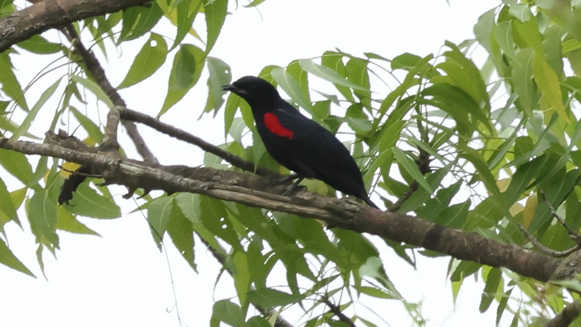 Red-shouldered Cuckooshrike - ML633762757