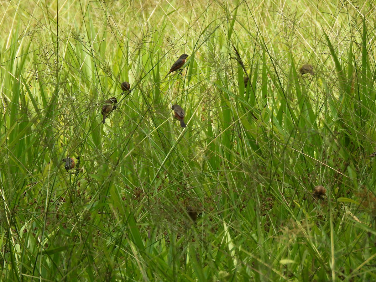 Ruddy-breasted Seedeater - ML633762764