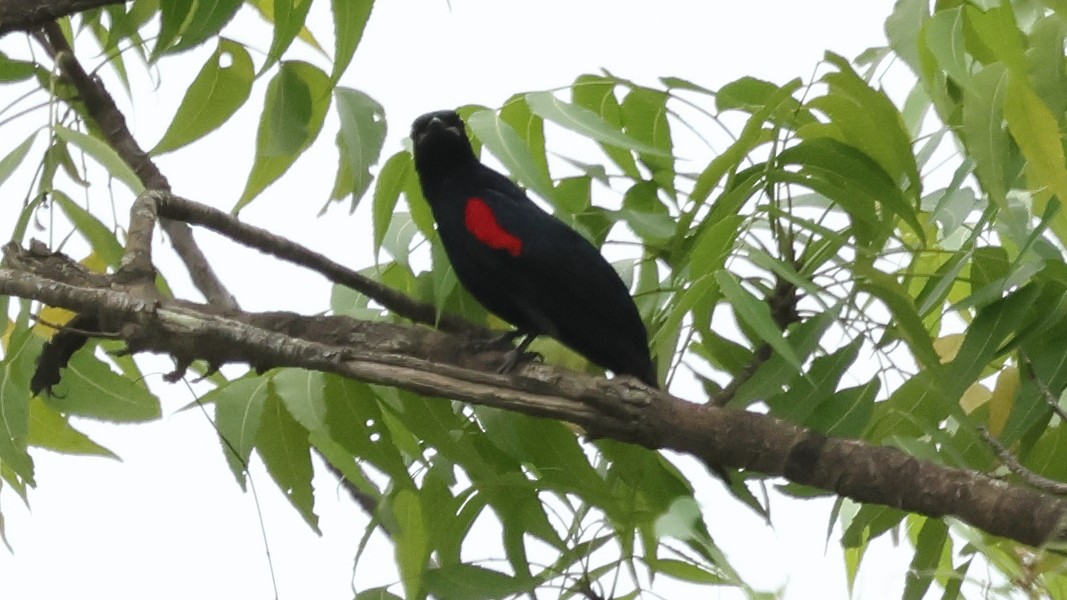 Red-shouldered Cuckooshrike - ML633762791