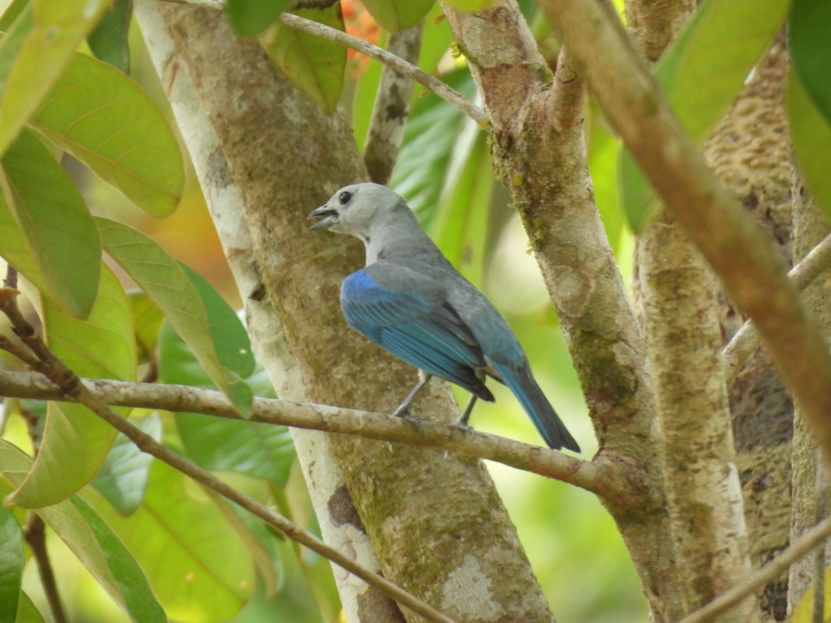 Blue-gray Tanager - ML633762870