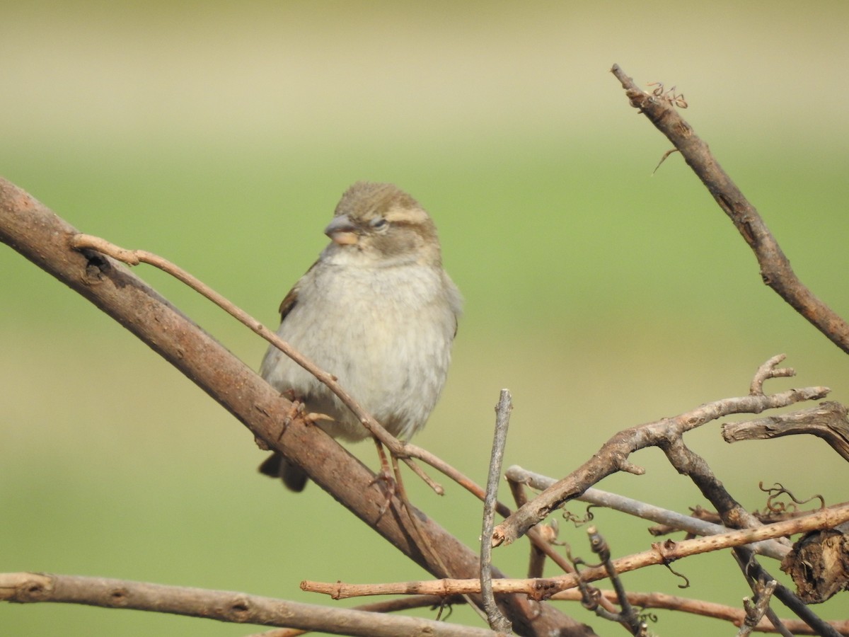 House Sparrow - ML633762907