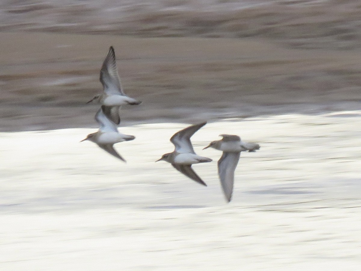 Calidris sp. (peep sp.) - ML633763015