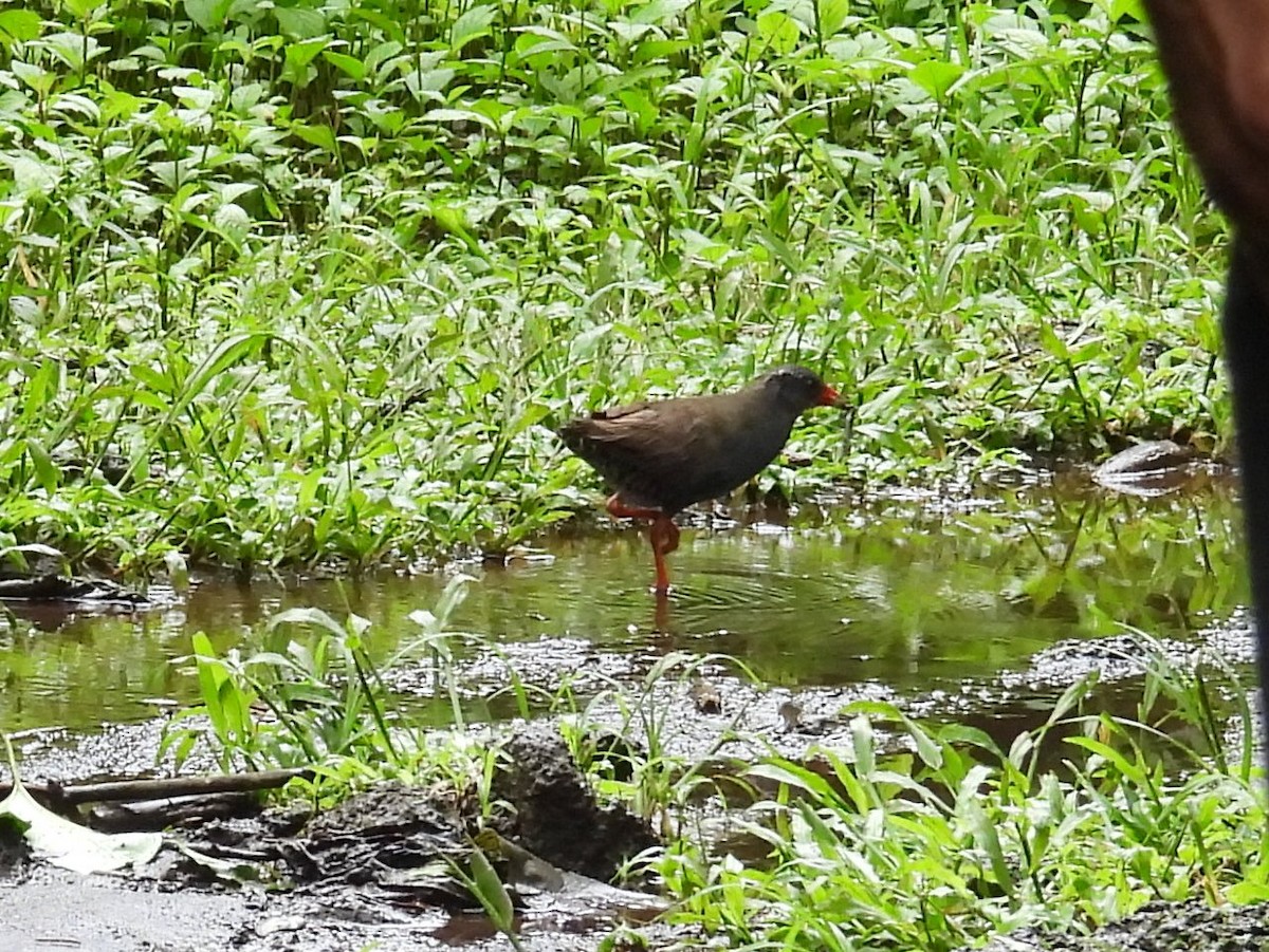 Paint-billed Crake - ML633763096